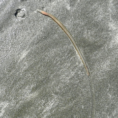 Phyllodocida