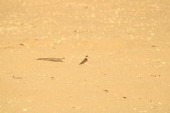 Charadrius collaris