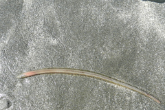 Phyllodocida