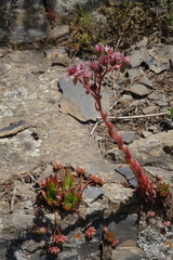 Sempervivum caucasicum