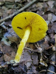 Lepiota luteophylla