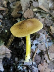 Lepiota luteophylla