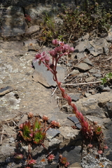 Sempervivum caucasicum