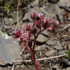 Sempervivum caucasicum