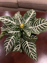 Aphelandra squarrosa