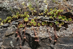 Sempervivum caucasicum