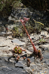 Sempervivum caucasicum