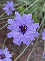 Catananche