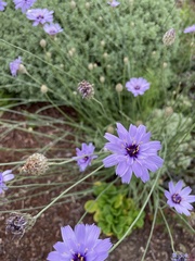 Catananche