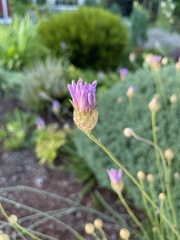 Catananche
