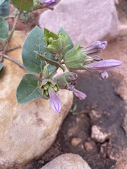 Mirabilis multiflora pubescens