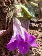 Mirabilis multiflora pubescens