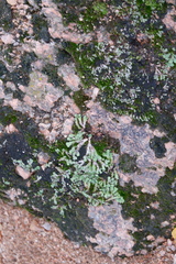Asterella tenella