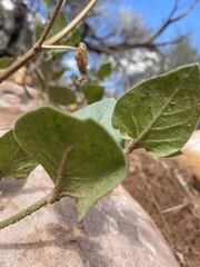 Mirabilis multiflora pubescens