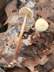 Marasmius delectans