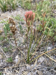 Castilleja praeterita