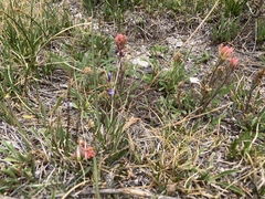 Castilleja praeterita