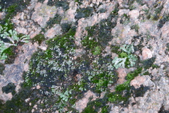 Asterella tenella