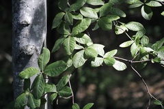 Rhododendron periclymenoides