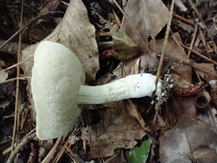 Tylopilus rhoadsiae