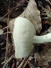 Tylopilus rhoadsiae