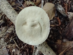 Tylopilus rhoadsiae