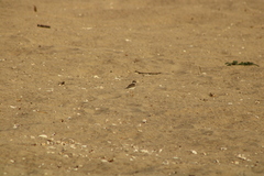 Charadrius collaris