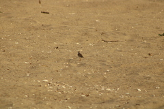 Charadrius collaris