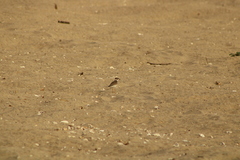 Charadrius collaris