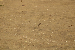 Charadrius collaris