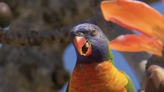 Trichoglossus moluccanus moluccanus