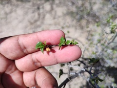 Ruellia californica peninsularis