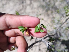Ruellia californica peninsularis