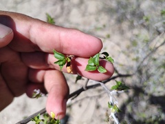 Ruellia californica peninsularis