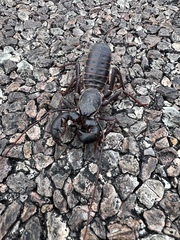 Mastigoproctus giganteus