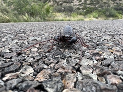 Mastigoproctus giganteus