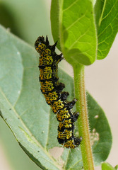 Alypiodes flavilinguis