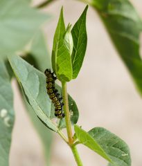 Alypiodes flavilinguis
