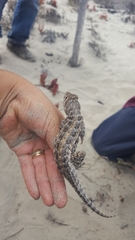 Sceloporus zosteromus