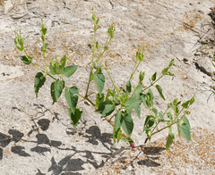 Alypiodes flavilinguis