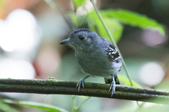 Thamnophilus atrinucha