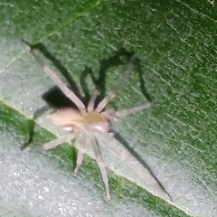 Cheiracanthium mildei