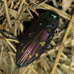 Chrysobothris gemmata