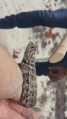 Sceloporus zosteromus