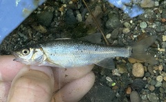 Hesperoleucus venustus