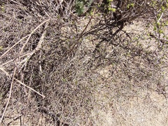 Ruellia californica peninsularis