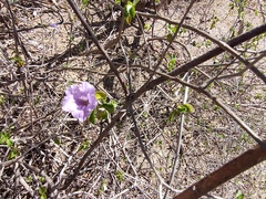 Ruellia californica peninsularis