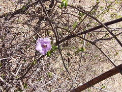 Ruellia californica peninsularis