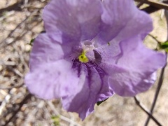 Ruellia californica peninsularis