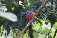 Trogon melanurus
